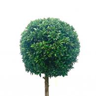 Eugenia Topiary 1 Ball