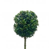 Eugenia Topiary 2 Ball