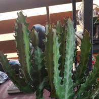 Euphorbia Lactea