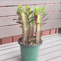 Euphorbia Trigona Red
