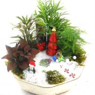 Fairy Gardens