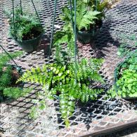 Fern Assortment HB