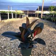 Ficus Burgundy