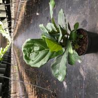 Ficus Lyrata Bush 6