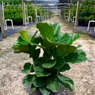Ficus Lyrata Bush 10