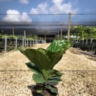 Ficus Lyarta 6