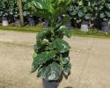 Available in 10", 12", 14", & 17" pots