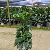 Ficus Lyrata Column