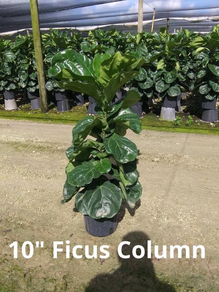 Available in 10", 12", 14", & 17" pots