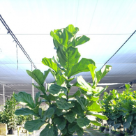 Ficus Lyrata Standard 14