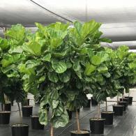 Ficus Lyrata Standard