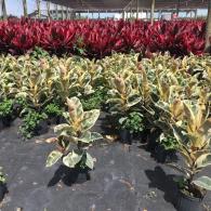 Ficus Tineke Variegated rubber plant