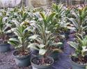 We have over 45 varieties of Cordyline to choose from in 3" to 14" pots