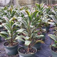 Cordyline Cameroon/Chocolate