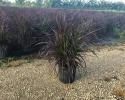 Fountain Grass Red 10"