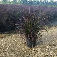 Fountain Grass Red 10