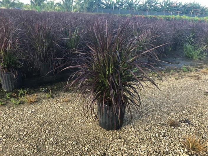 Fountain Grass Red 10"