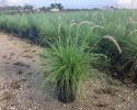 Fountain Grass White 10"