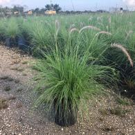 Fountain Grass White 10