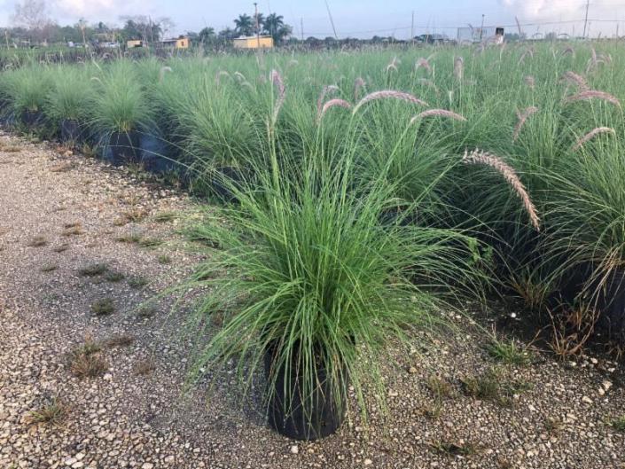 Fountain Grass White 10"