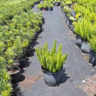 Foxtail Fern 10