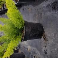Foxtail Fern