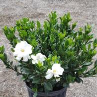 Gardenia Buttons Bush 10