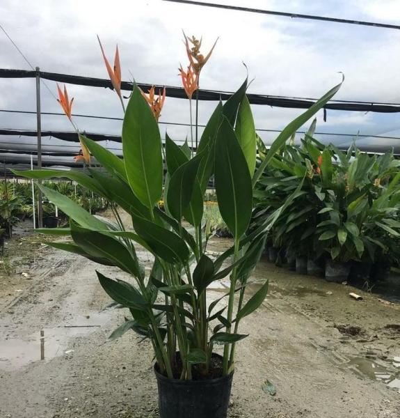 Heliconia Chocinana