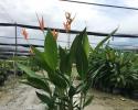 Several varieties of Heliconia available in 10", 14" & 17" pots