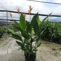 Heliconia Chocinana 10