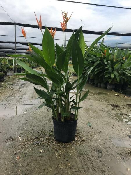 Several varieties of Heliconia available in 10", 14" & 17" pots