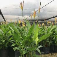 Heliconia