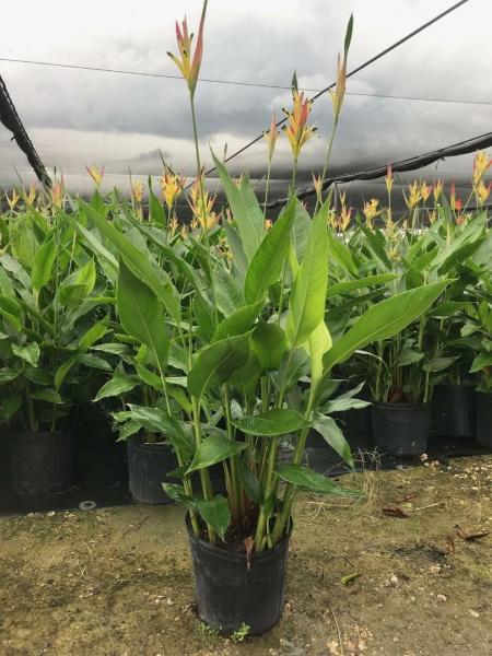 Several varieties of Heliconia available in 10", 14" & 17" pots