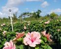 Hibiscus Bush Double Pink 10"