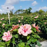 Hibiscus Bush Double Pink 10