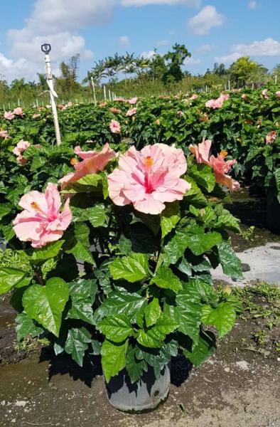 Hibiscus Bush Double Pink 10"