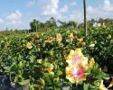 Hibiscus Bush Moonwalk 10"