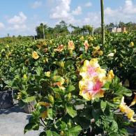 Hibiscus Bush Moonwalk 10