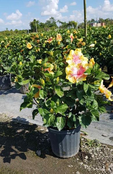 Hibiscus Bush Moonwalk 10"