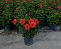 Available in 6", 10" (shown), 12", 14" bush & also in tree from 10", 12", 14" & 17" pots