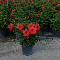 Hibiscus Bush President Red