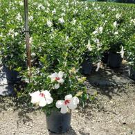 Hibiscus Bush White Wing