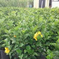 Hibiscus Bush Yellow 10