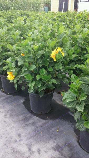 Hibiscus Bush Yellow 10"