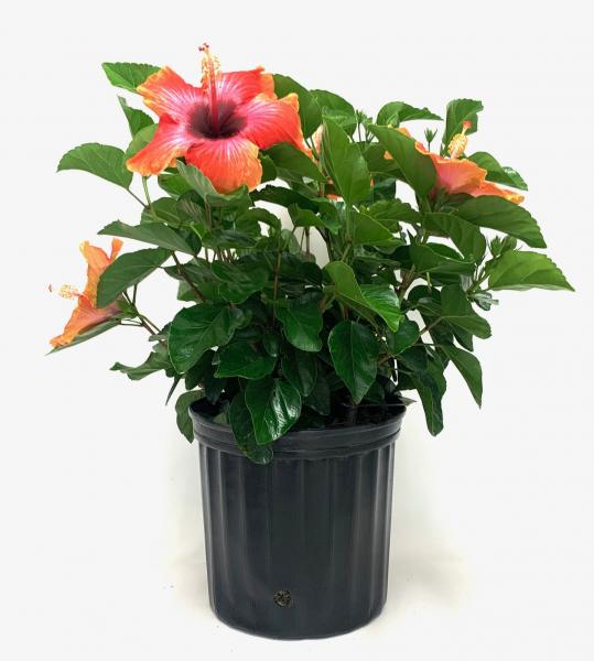 Available in 10"(shown), 14" bush & also in tree form (Standard)