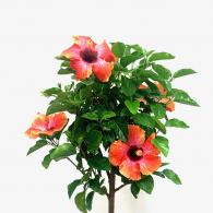 Hibiscus Fiesta Standard