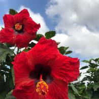 Hibiscus Flower Hollywood Firecracker