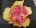 Hibiscus Moonwalk Flower