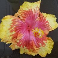 Hibiscus Moonwalk Flower