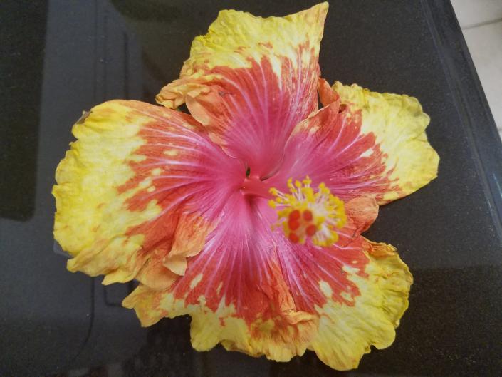 Hibiscus Moonwalk Flower